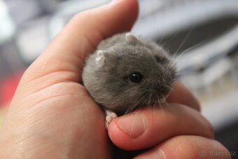 Křeček džungarský mláďata - 7