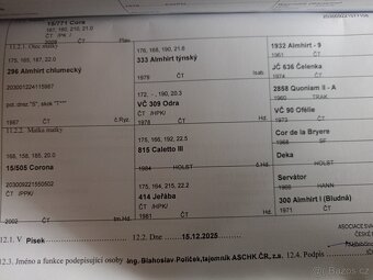 Roční hřebec - 7