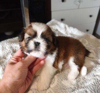 Štěňátka Shih-tzu s PP(shi-tzu, shihtzu) - 7