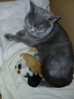 Koťátka  Britská modrá - 7