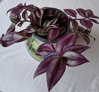 Květina v aranži. - 7