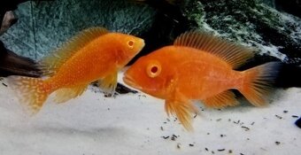 Tlamovci Malawi 10 - 7