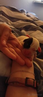 Štěňata Jack Russell teriér - 7