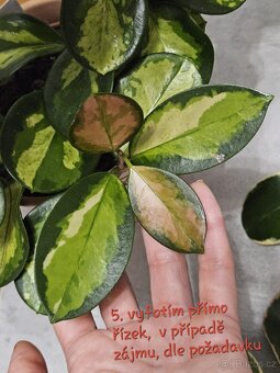Pokojová rostlina - hoya různé - 7