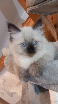 Kočka, Něvská maškaráda, sibiřská kočka, kočička s pp - 7