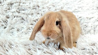 Zakrslý beránek, králíček, králík - JAYDEN - 7