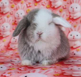 Zakrslí beránci NHD modrá očka . - 7