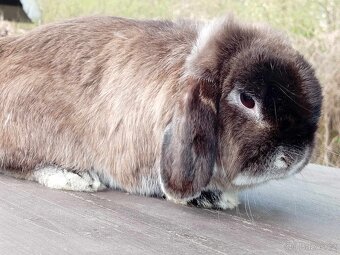 Volný Mladý sameček - zakrslý beránek MiniLop - Kuní Hnědá.. - 7