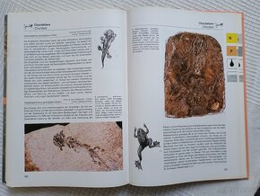 Fossilien, atlas fosílií v němčině, Turek, Beneš, Mareš - 7
