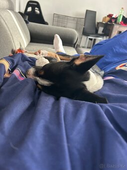 Štěně do dobrého domova - 7