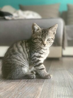 Koťátka Britská Whiskas bez PP - 7
