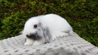 Zakrslý beránek, králíček, králík - MINDY - 7