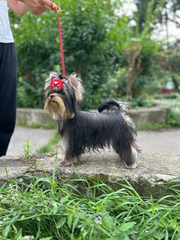 Yorkshire terrier, york - 7