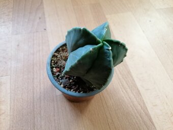 Krásný beztrnný kaktus Astrophytum Myriostigma Nudum - 7