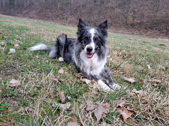 Nabízím krytí psem border kolie. - 7