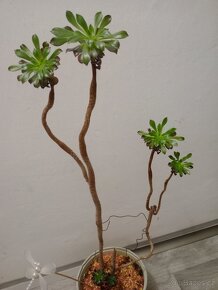 Prodám sukulenty Aeonium arboreum - 7