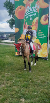 PRODÁM, NEBO PRONAJMU LUXUSNÍ SPORTOVNÍ PONY 147 CM.. - 7