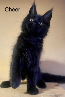 Mainská mývalí s PP - 7