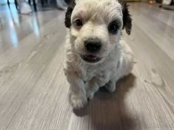 Prodám štěně Jack russel teriér - 7