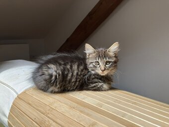 Báječná kočičí maminka a jejích pět dětí hledají domovy - 7