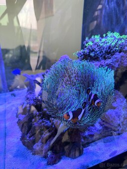 KOMPLETNÍ MOŘSKÉ AKVÁRIUM RED SEA – STABILNÍ REEF SYSTÉM - 7