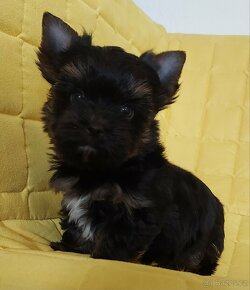 Yorkshire terrier (biewer carrier) - 7