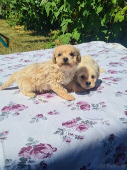 Maltipoo - 7