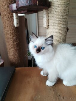 Koťátka s PP Ragdoll - 7