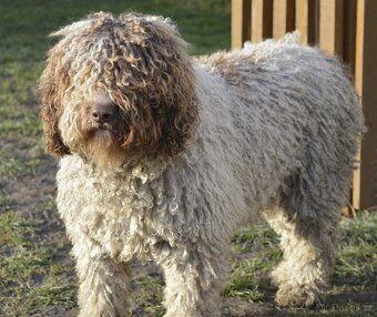 Španělský vodní pes - Perro De Agua Español - s PP - 7