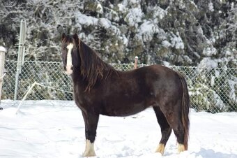 Welsh pony of cob type - hřebeček - 7