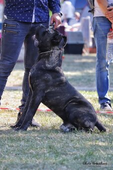 Cane corso - 7