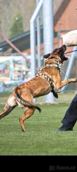 Belgický ovčák malinois s PP - 7
