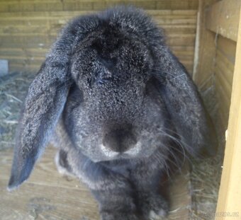 Francouzský Beran - Samice - 7