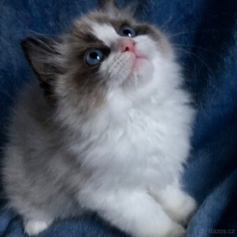 Ragdoll koťátka s PP - 7