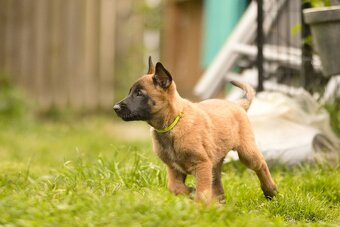 Belgický ovčák Malinois s PP - 7
