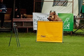 Briard štěňátka s PP - 7
