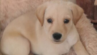 Štěňata labradora kříženci - 7