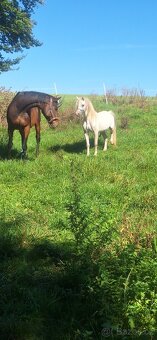 Jedinečný wmp -poprvé ve veřejné plemenitbě - 7