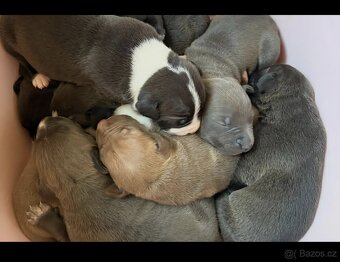 American bully xl-krytí - 7