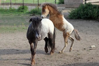 Připouštění Minihorse/minipony - 7