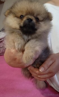 POMERANIAN - 7