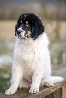 Šteniatko tornjaka s PP - 7