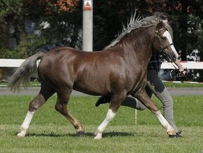 Krásná klisnička WPBR Pony B do sportu - 7