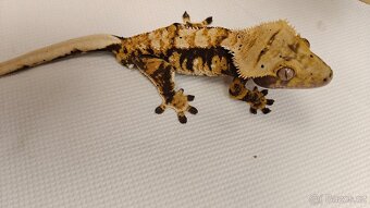 Pagekon řasnatý, correlophus cilliatus, ciliát - 7