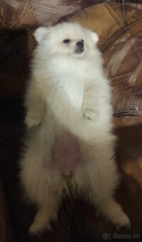 Štěňátko špic pomeranian - 7