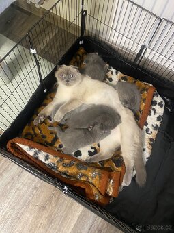 Britští koťátka - 7