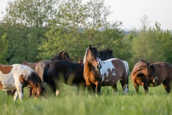 Huculská klisna, hucul, homozygotní Tobiano, pony, malý kůň - 7