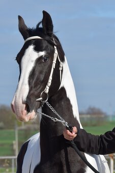 Barokní pinto homozygotní hřebec - připouštění - 7