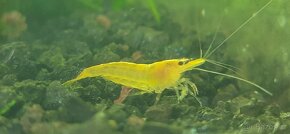 Neocardina krevety - 7