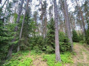 Lesní pozemek a ostatní plocha Lštění nad Zubřinou - 7